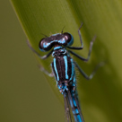 Coenagrion ornatum